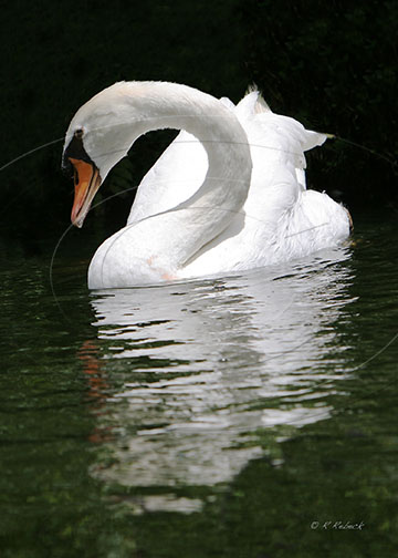 bok-tower-swan
