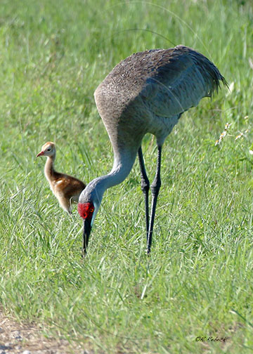 sandhill-crane-and-chick